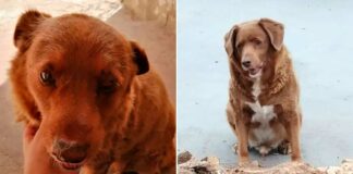 Bobi, el perro más viejo del mundo, muere en Portugal Bobi