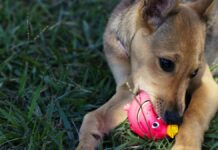 Calixto N. irá 3 años a prisión por matar a una perrita en Huaquechula Calixto