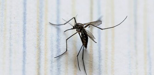 Dengue