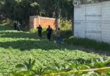 Hallan cadáver calcinado y maniatado en cultivos de Cholula