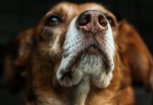 Perro lleva brazo humano a su dueña en Huaquechula