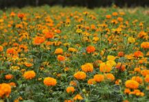 Productores de Atlixco estiman derrama de 100 mdp por venta de flor de temporada