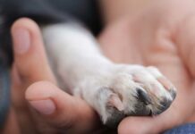 Fiscalía investiga maltrato de perros en colonia Los Héroes Fiscalía