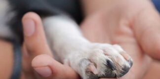 Fiscalía investiga maltrato de perros en colonia Los Héroes Fiscalía