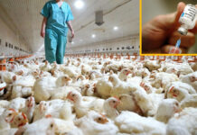 Francia inicia proceso de vacunación de patos contra gripe aviar Gripe