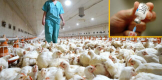 Francia inicia proceso de vacunación de patos contra gripe aviar Gripe