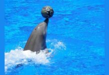 Senado prohibirá uso de delfines y focas en espectáculos Mamíferos marinos