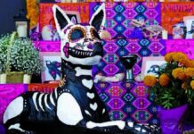 ¡Hoy nos visitan! Checa lo que no debe faltar en la ofrenda de tus mascotas Ofrenda.