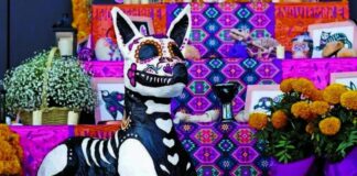 ¡Hoy nos visitan! Checa lo que no debe faltar en la ofrenda de tus mascotas Ofrenda.