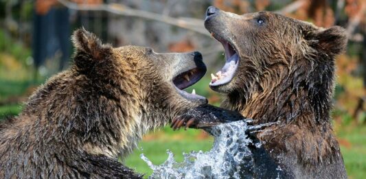 Oso