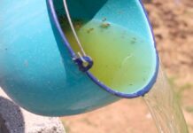 Puebla registra cuatro nuevos contagios por dengue Puebla