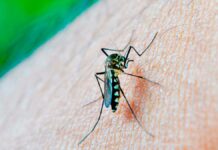 Salud atiende a seis personas hospitalizadas por dengue Salud