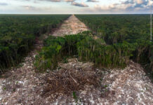 Tren Maya ha destruido 10 millones de árboles, según ecologistas Fuente: @NHM_WPY (Wild Photografer of the year)