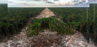 Tren Maya ha destruido 10 millones de árboles, según ecologistas Fuente: @NHM_WPY (Wild Photografer of the year)