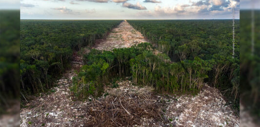 Fuente: @NHM_WPY (Wild Photografer of the year)