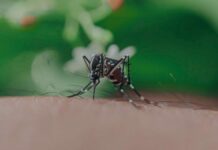 Puebla, sin contagios por dengue en las últimas 24 horas