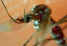 Puebla, sin decesos ni nuevos casos de dengue en último día: Salud casos