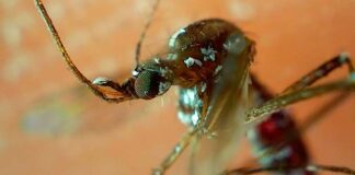 Puebla, sin decesos ni nuevos casos de dengue en último día: Salud casos