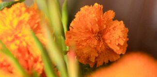 ¿Buscas cempasúchil? Atlixco anuncia venta por Todos Santos cempasúchil