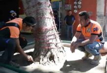 Sustituirán árbol del andador 5 de Mayo ante riesgo de caída