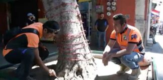 Sustituirán árbol del andador 5 de Mayo ante riesgo de caída