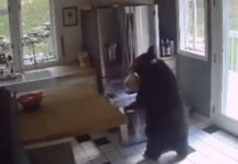 Oso irrumpe en casa y roba lasaña en EU