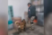 Aseguran 41 kilos de droga en paquetería de Caleras paquetería