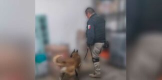 Aseguran 41 kilos de droga en paquetería de Caleras paquetería