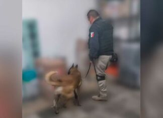 Aseguran 41 kilos de droga en paquetería de Caleras paquetería