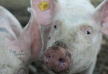 Reino Unido confirma primer caso de gripe porcina en un ser humano Gripe porcina.