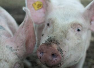 Reino Unido confirma primer caso de gripe porcina en un ser humano Gripe porcina.