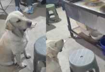 Lomito intercambia objetos por comida en puesto de antojitos Lomito.