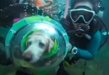 Video de un perro buceando desata polémica en redes perro