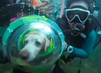 Video de un perro buceando desata polémica en redes perro