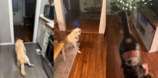 Perro se toma dos botellas de alcohol y se viraliza Perro