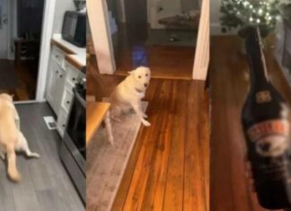 Perro se toma dos botellas de alcohol y se viraliza Perro