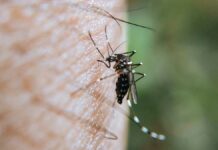 Salud descarta hospitalizados y defunciones por dengue Salud