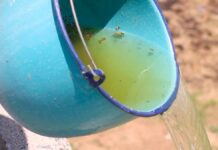 Izúcar y Tehuacán, municipios con más casos de dengue: Salud casos