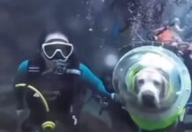 Perro buceando se hace viral; acusan de maltrato animal