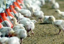 EU sacrifica a 5.8 millones de pollos por aumento de casos de gripe aviar