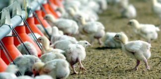 EU sacrifica a 5.8 millones de pollos por aumento de casos de gripe aviar