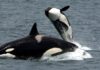 Orcas hunden velero en el Estrecho de Gibraltar Orcas