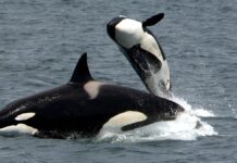 Orcas hunden velero en el Estrecho de Gibraltar Orcas