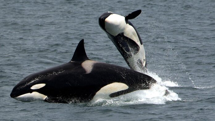 Orcas