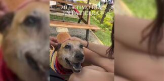 Joven comparte el último día de vida de su perrito y se vuelve viral Perrito