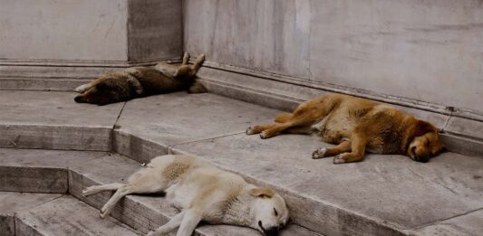 Perros