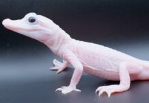 Nace en Florida extraño caimán de piel rosa y ojos azules caimán