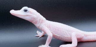 Nace en Florida extraño caimán de piel rosa y ojos azules caimán