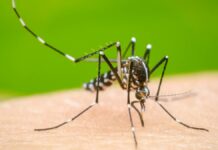 Sin hospitalizados en Puebla por dengue en últimas 24 horas Dengue