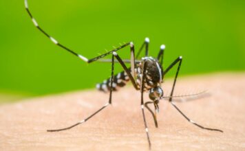 Dengue reporta cerca de 5 mil muertes mundiales: OMS Dengue